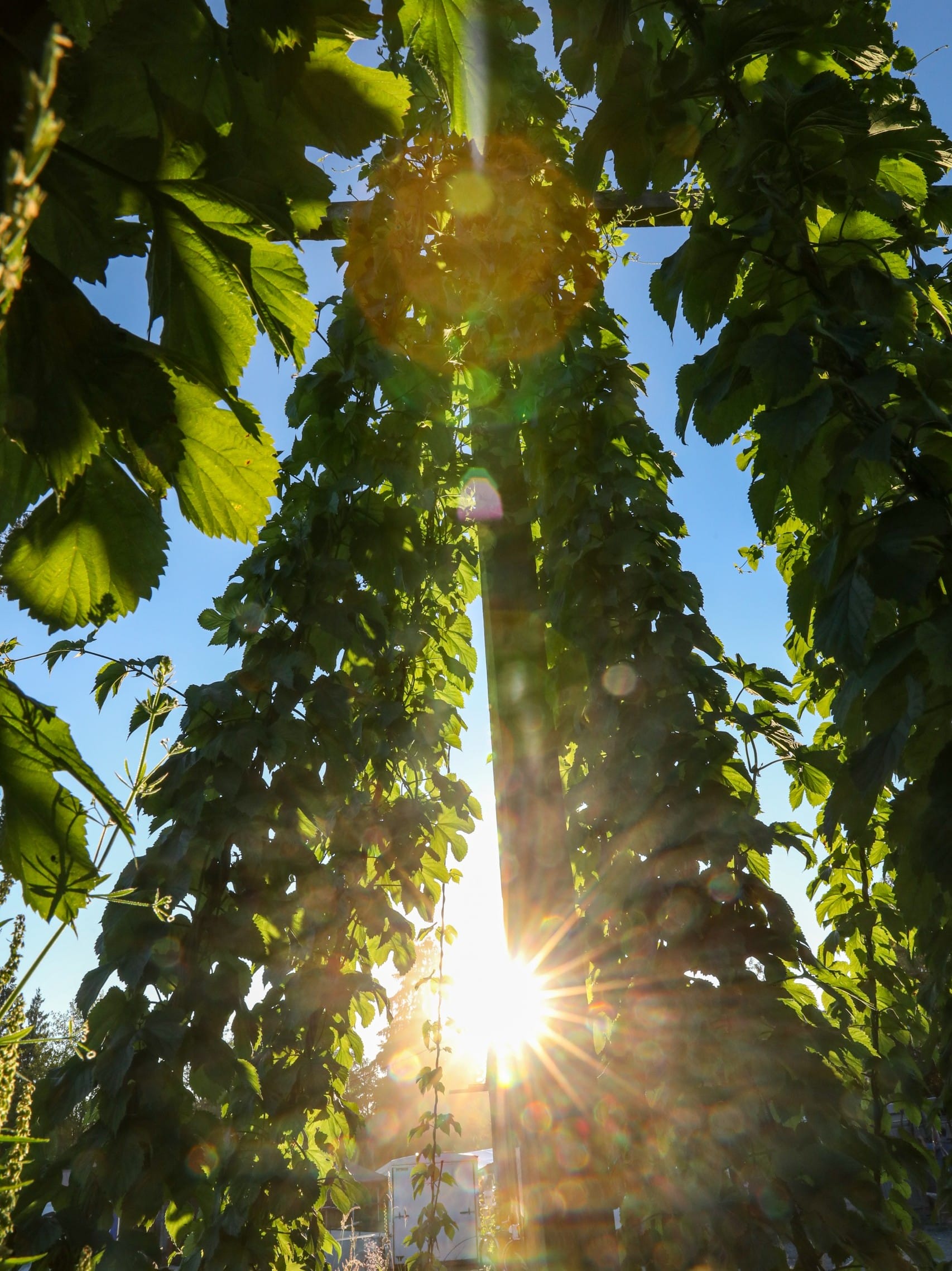 Hop Bines at Locality Brewing in Langley on the Langley Ale Trail