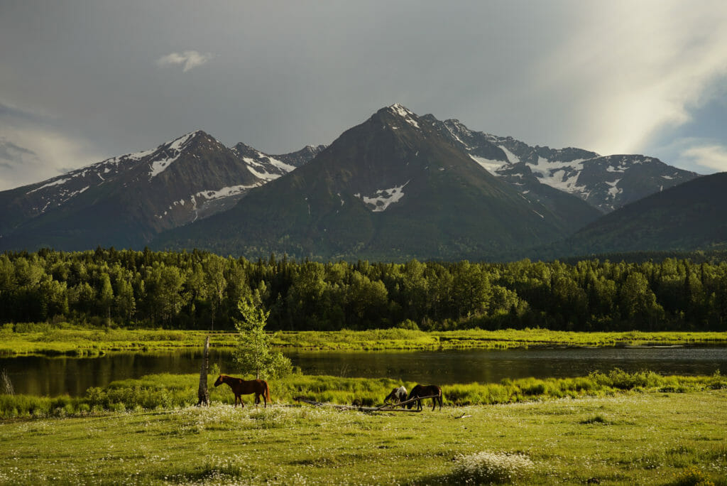 Horses in a green pasture with Hudson Bay Mountains in the background near Smithers, BC