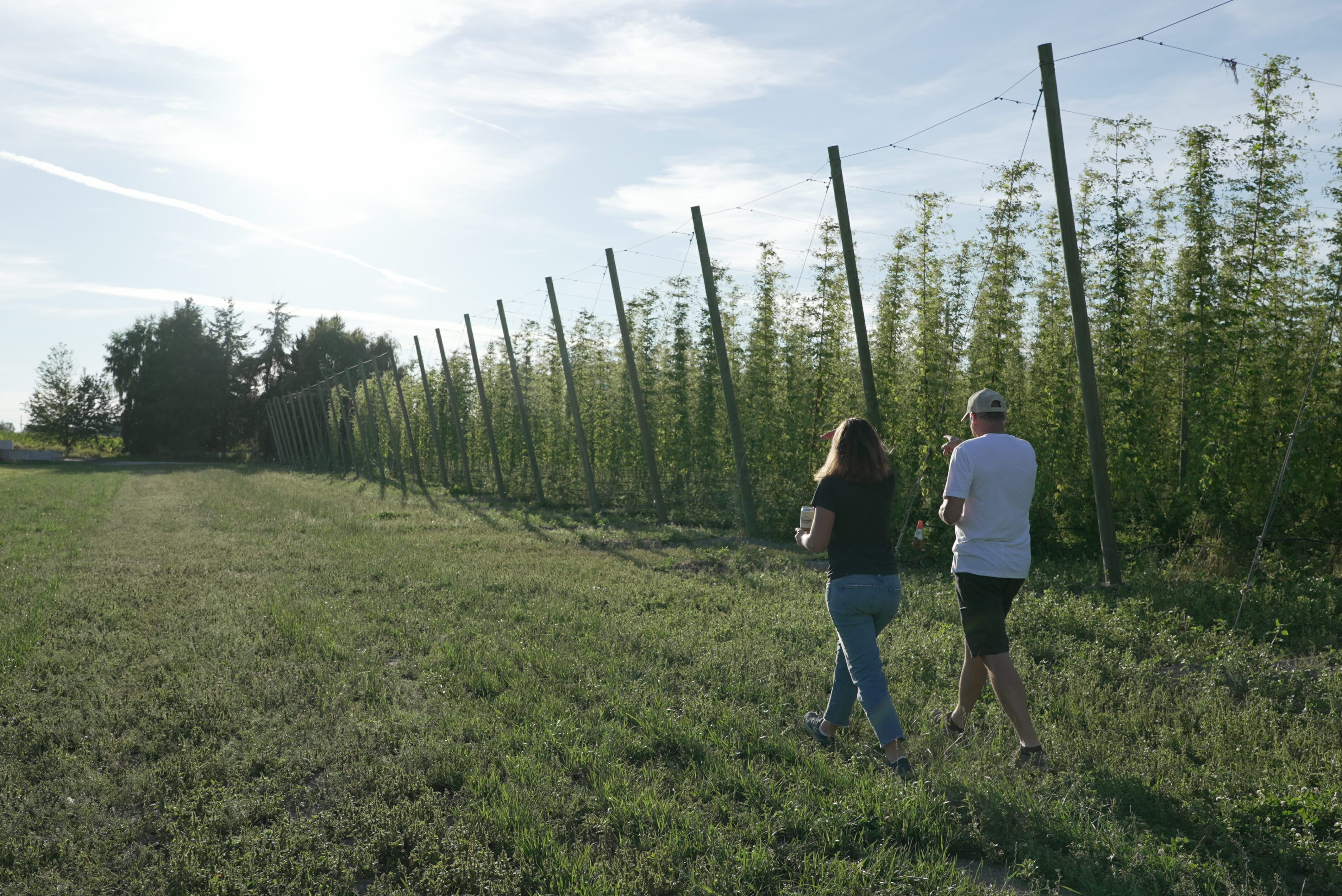 Walking next to the hop bines at Barnside Brewing in Delta, BC