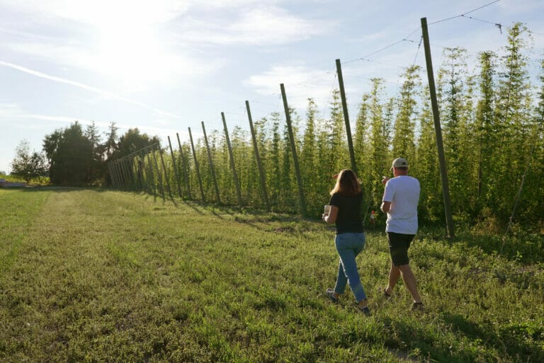 walking along the hop bines in the sun at Barnside Brewing in Delta, BC