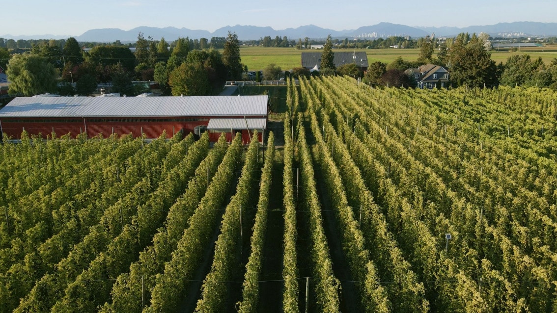 a drone shot of the green hop yard at Barnside Brewing in Delta, BC