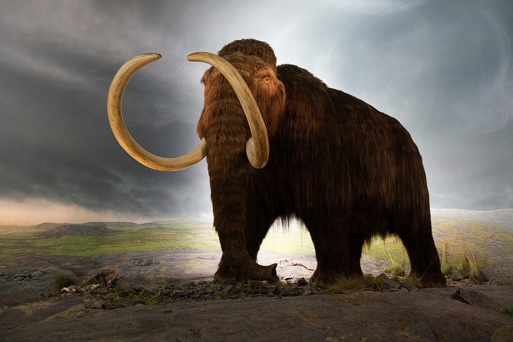 photo of woolly mammoth model housed at royal BC museum in Victoria