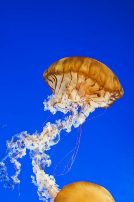 photo of orange jellyfish on royal blue background from Vancouver Aquarium