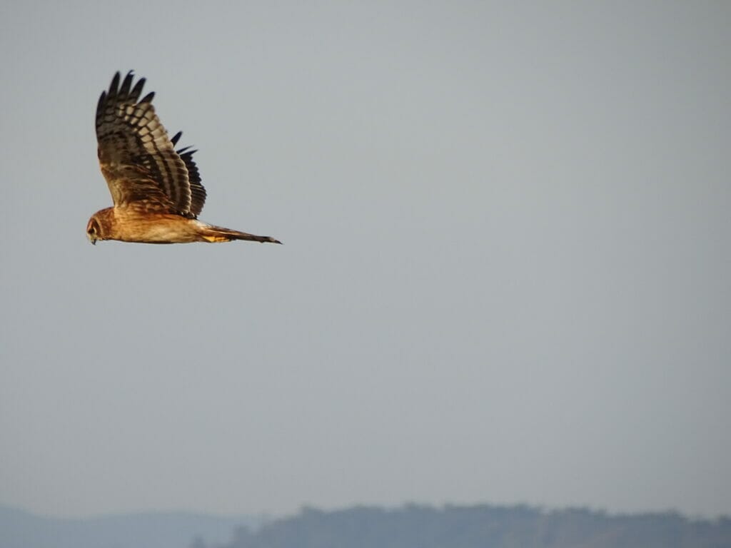 BC Bird Trail in Richmond, BC