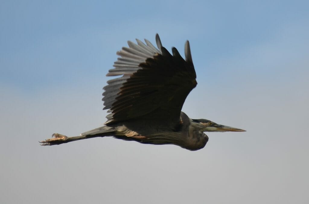 BC Bird Trail in Richmond BC