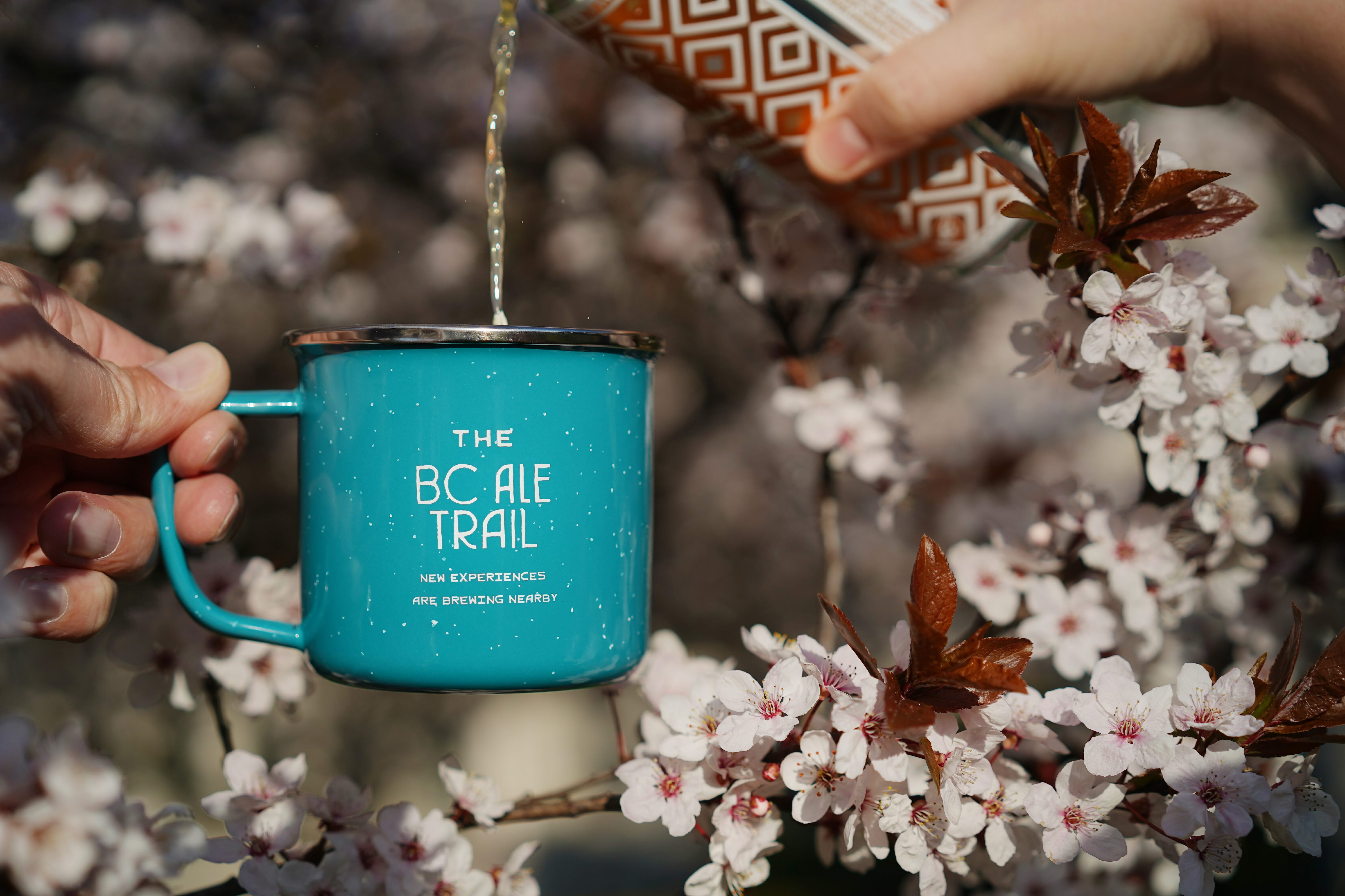 Three Ways to (Virtually) Experience Vancouver's Cherry Blossom Festival