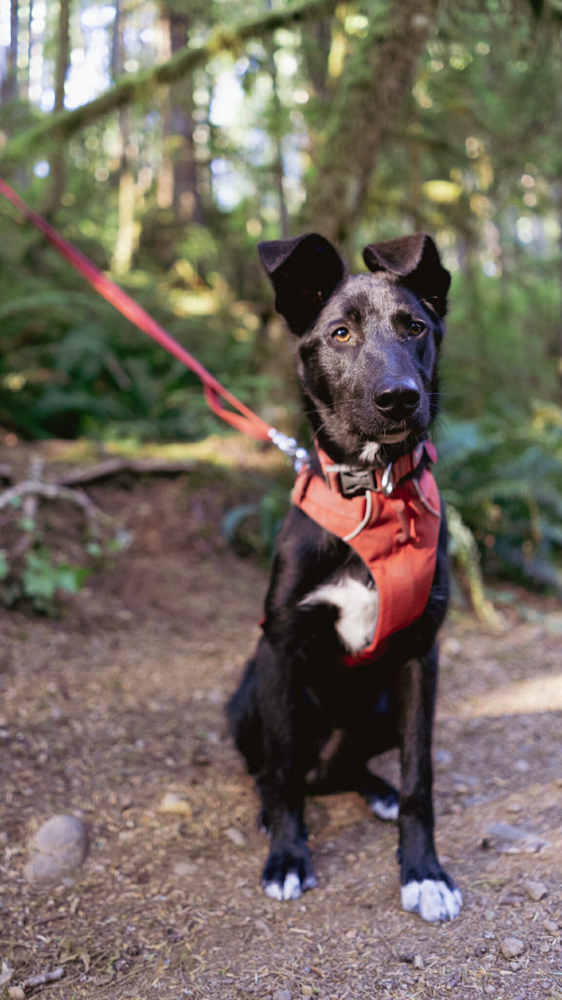 trails in the comox valley -