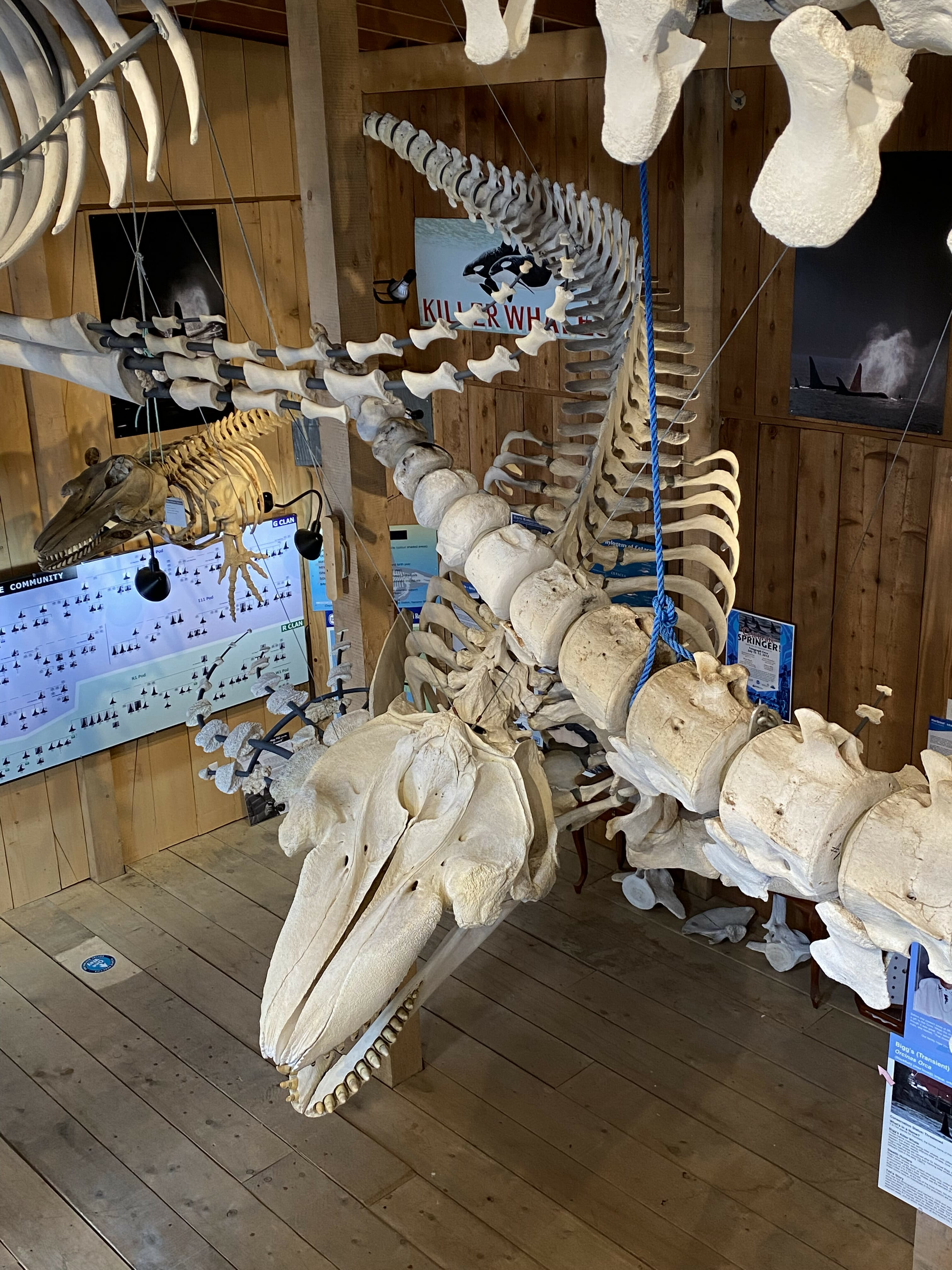 a hanging whale skeleton on display at the Whale Interpretive Centre in Telegraph Cove, BC