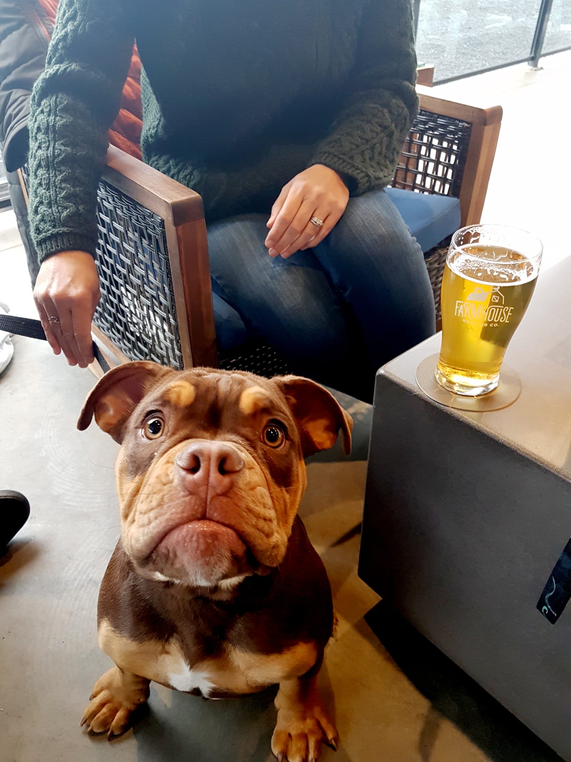 a bull dog and his human on the patio at Farmhouse Brewing in Chilliwack, BC