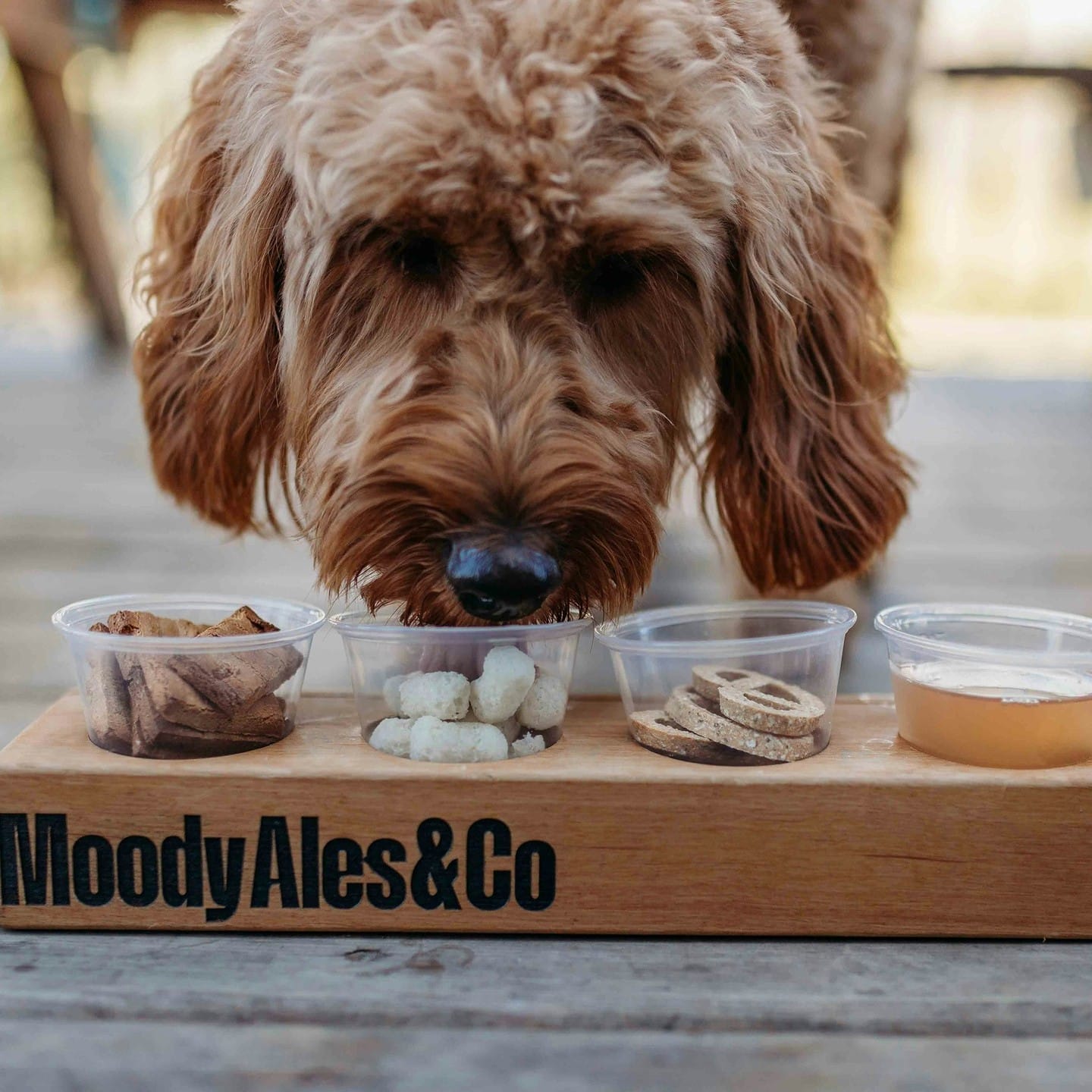 a doodle digging in to their dog flight on the dog friendly patio at Moody Ales in Port Moody, BC