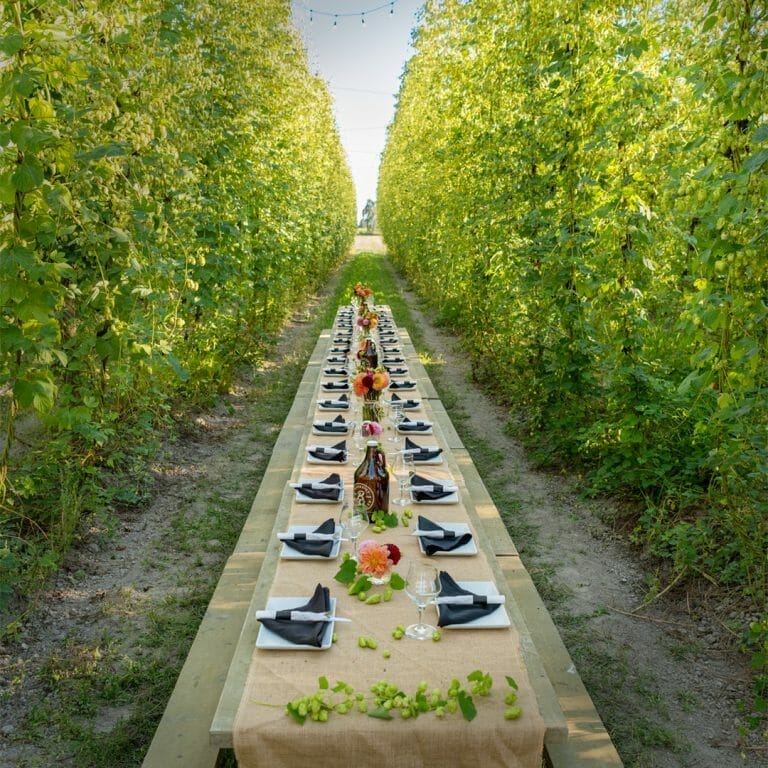 Between the Bines longtable dinner in the hop yard at Barnside Brewing in Delta, BC