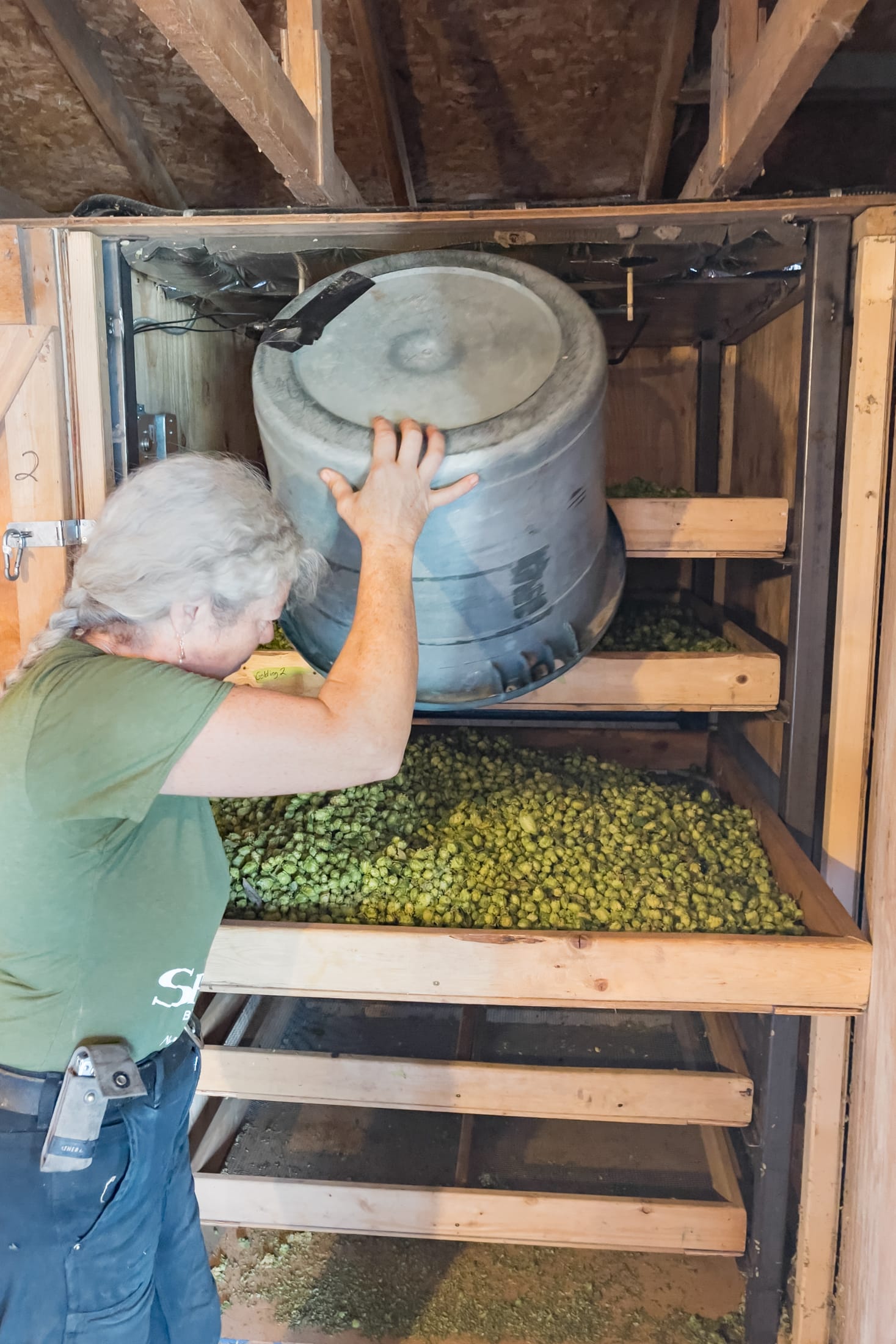 Rebecca Kneen pouring hops onto the drying racks at Crannóg Ales