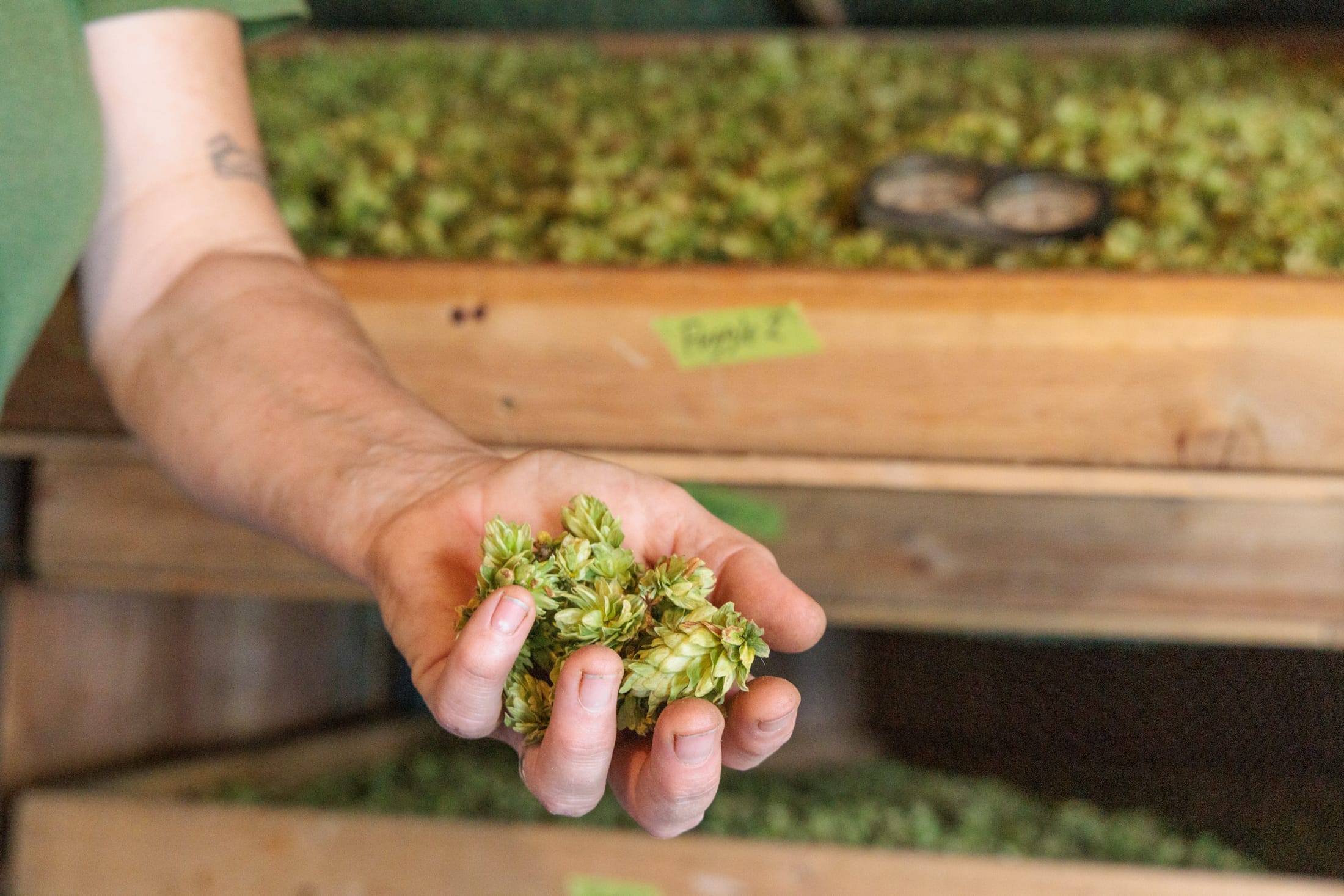 Freshly picked organic hops at Crannóg Ales