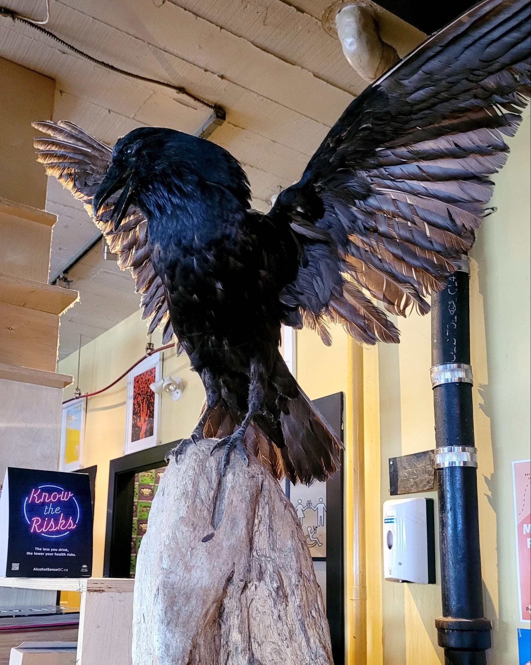 the stuffed raven decor at R&B Brewing in Vancouver