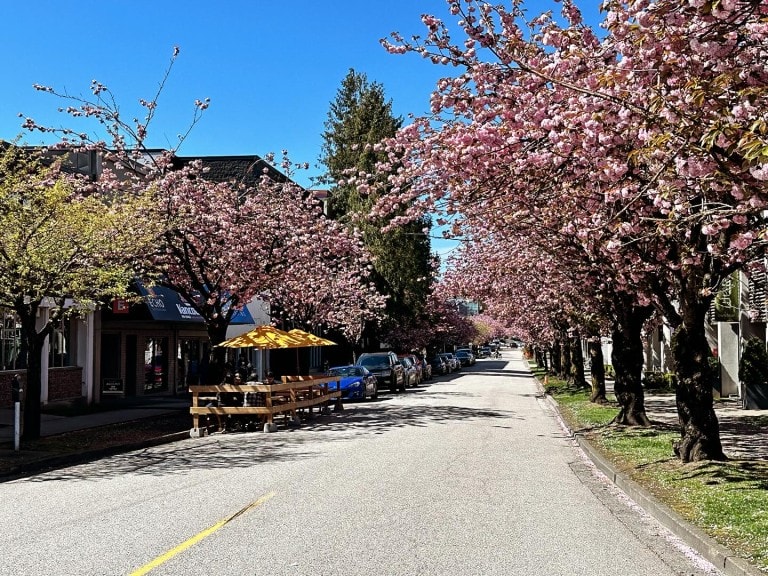 Brewing August's sidewalk patio on a sunny Kitsilano street with cherry blossoms in full bloom