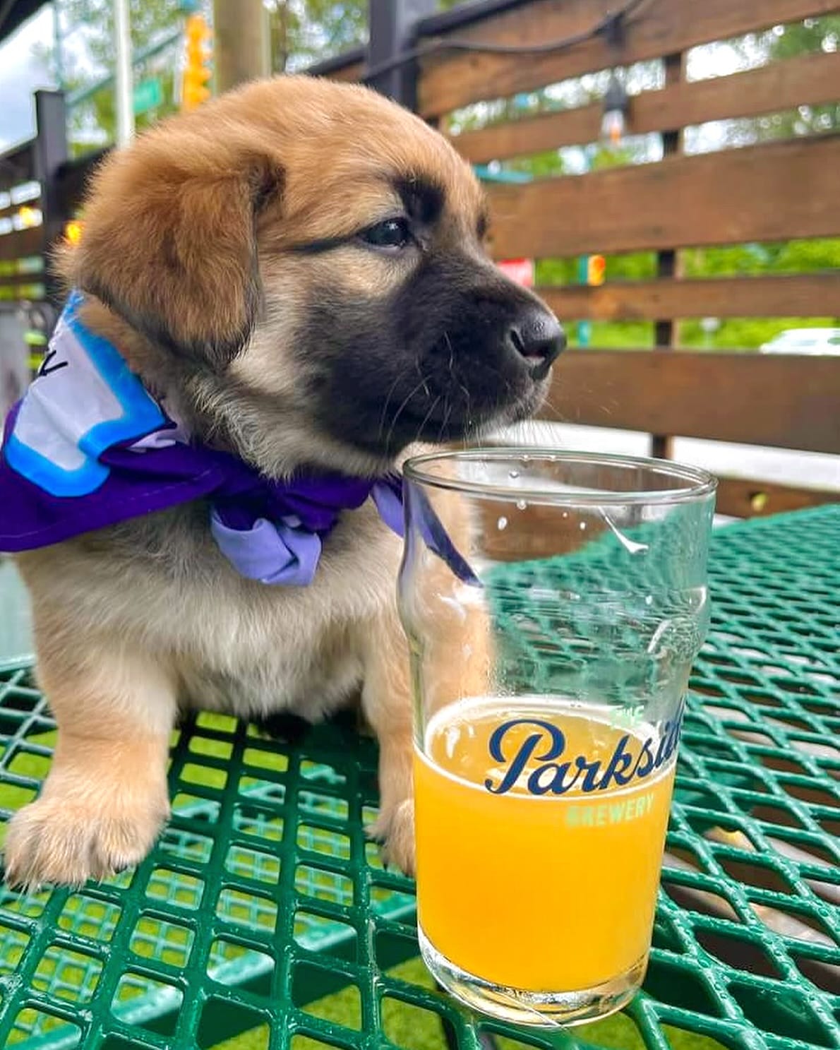 an adorable puppy up ready for adoption sits next to a pint of craft beer at the Parkside Brewery in Port Moody, BC