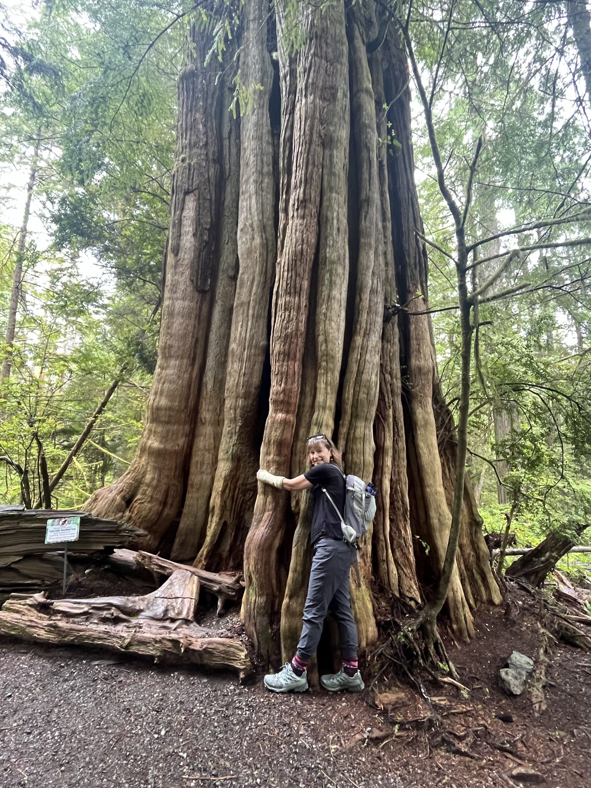 a woman hugs a massive, ancient cedar tree along the Ancient Cedars loop trail in Ucluelet, BC