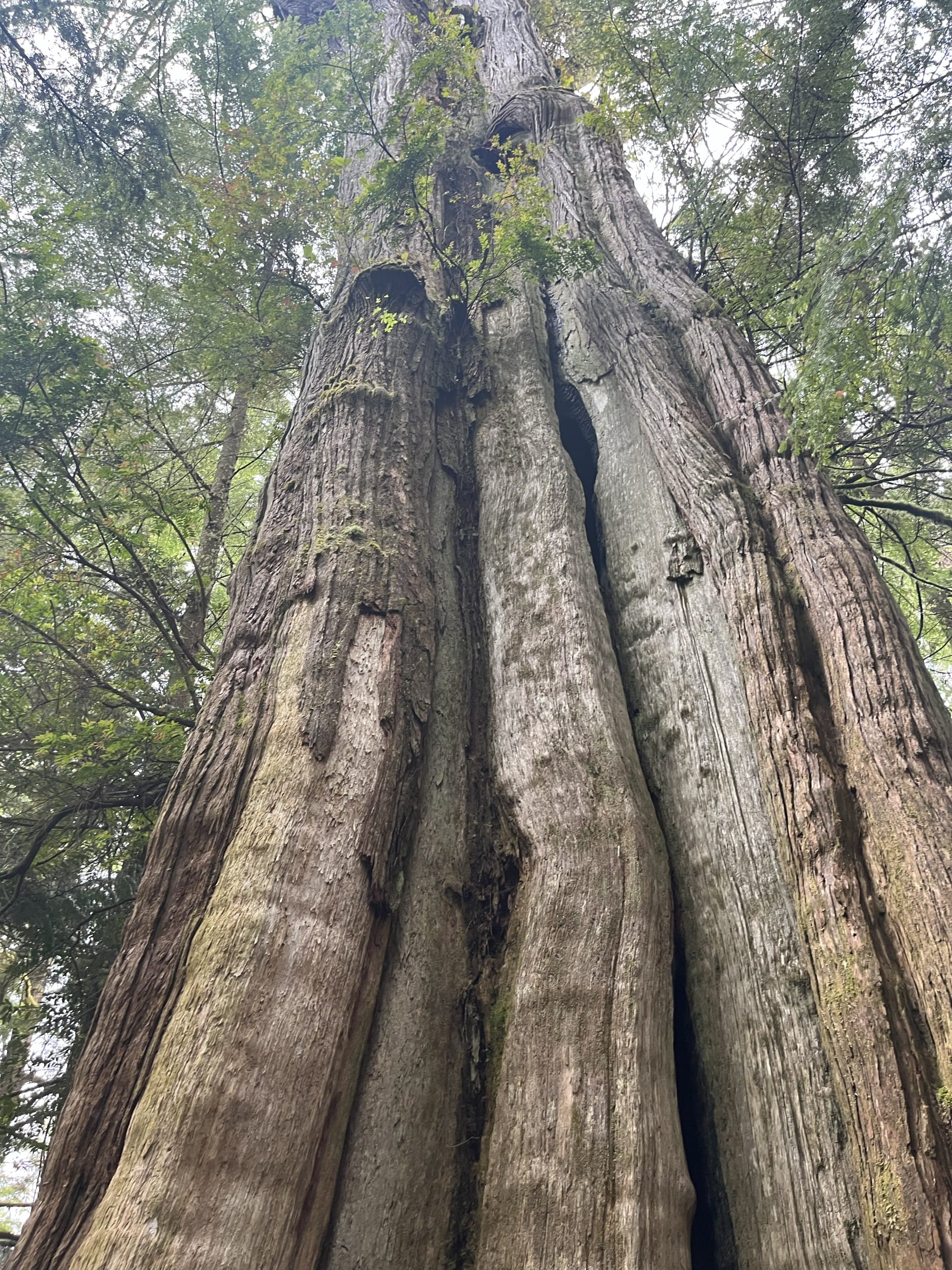 a massive cedar tree along the trail in to Florencia Bay Beach in Ucluelet, BC