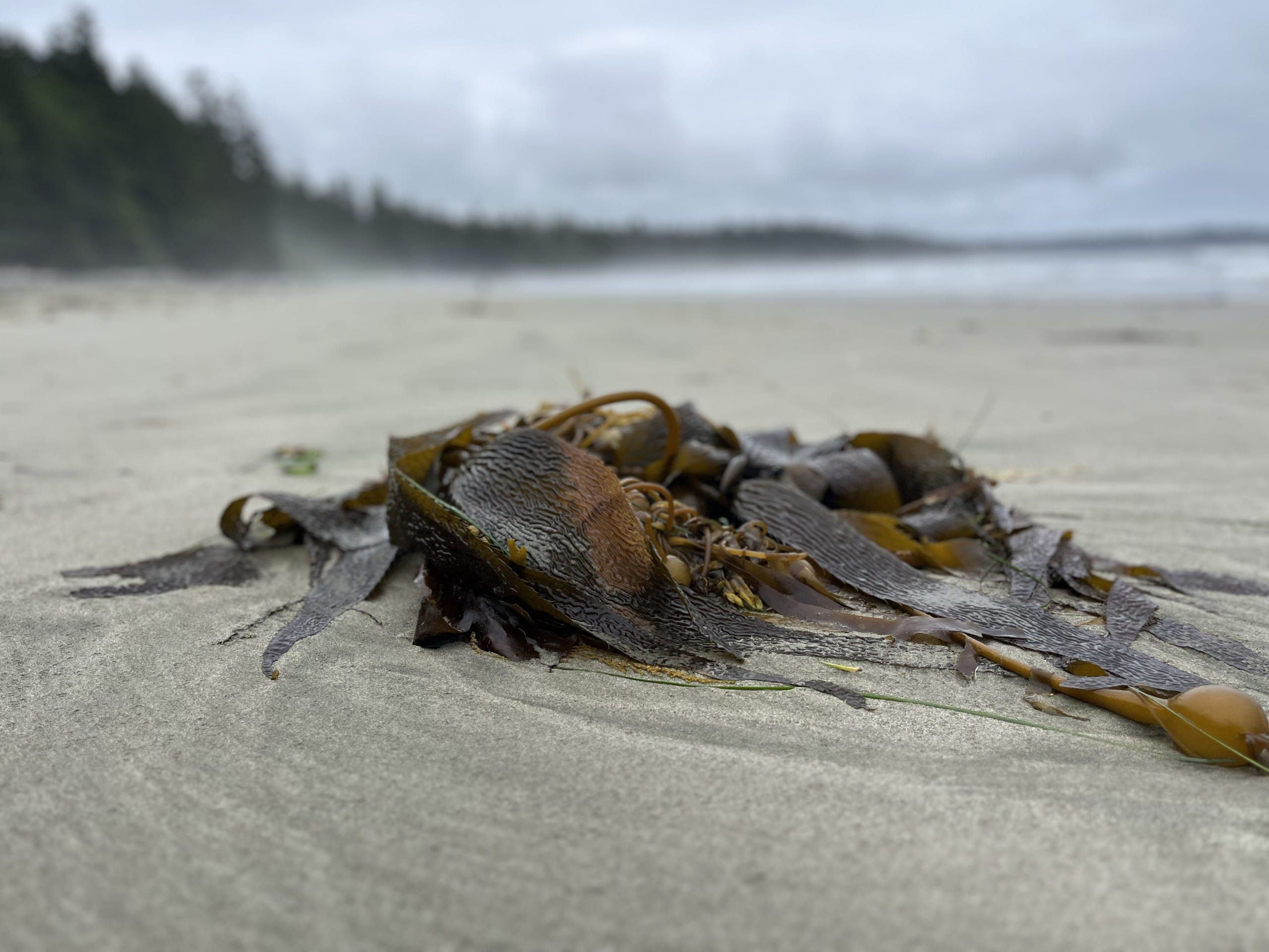 a pile of fresh kelp and seaweed sit on the sand at Florencia Bay Beach in Ucluelet, BC