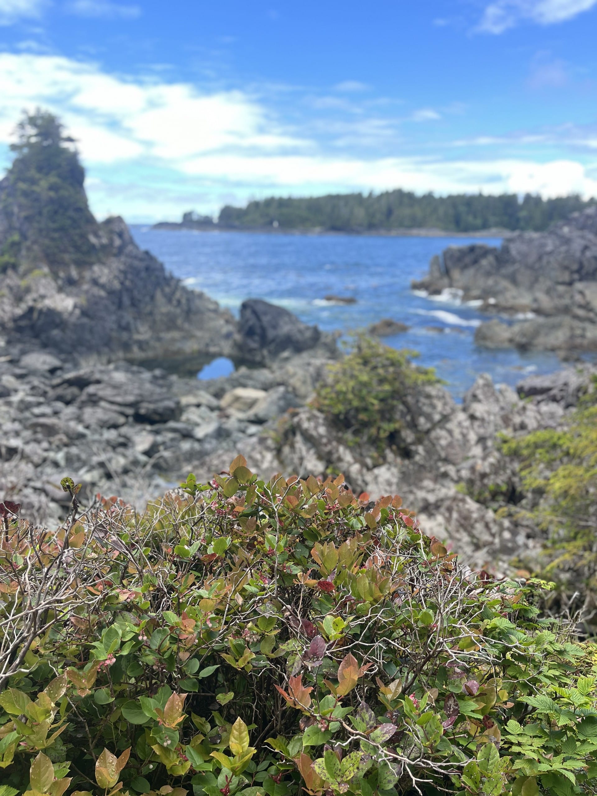 looking out over the ocean at Hot Springs Cove near Tofino, BC