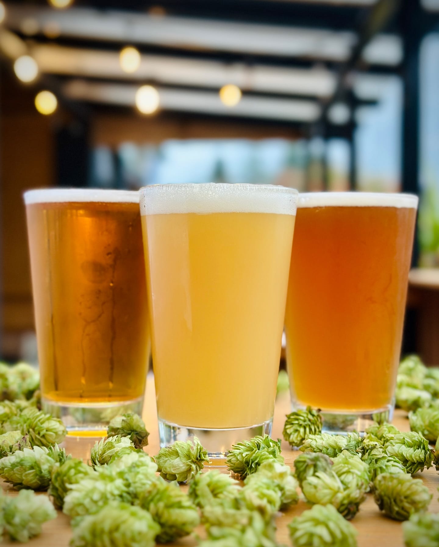 three pints of craft beer sit on a table among a handful of fresh hope cones