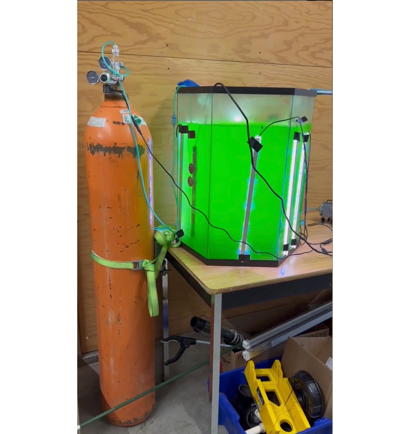 A tank of algae being fed CO2 captured during Tin Whistle's brewing process